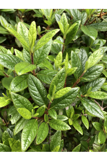 Кущ рододендрона Sunburst із соковитим листям.